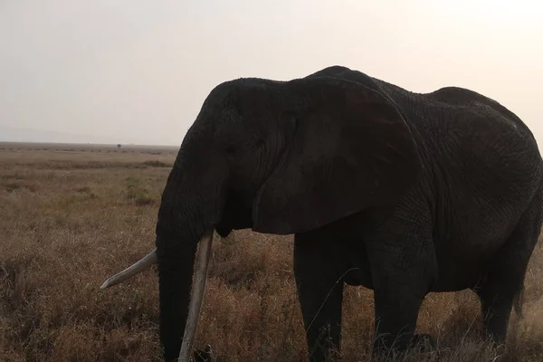 Tramonto Con Elefante Nel Serengeti — Foto Stock