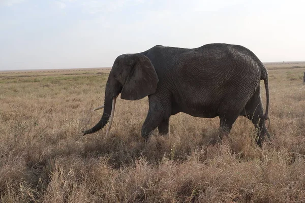 Elefante Serengeti Durante Safári Africano — Fotografia de Stock