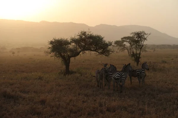Pôr Sol Africano Serengeti — Fotografia de Stock