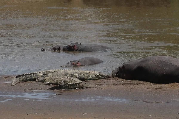 塞伦盖蒂河中的河马和鳄鱼 — 图库照片