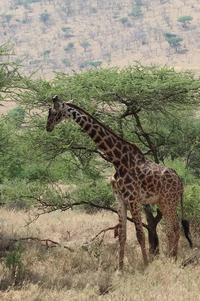 Uma Girafa Serengeti Africano — Fotografia de Stock