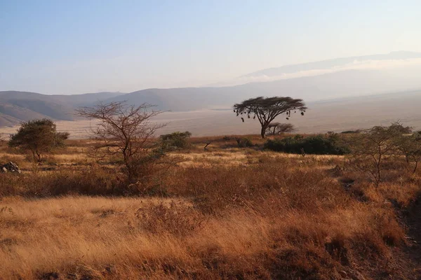 African Serengeti Landscape during safari