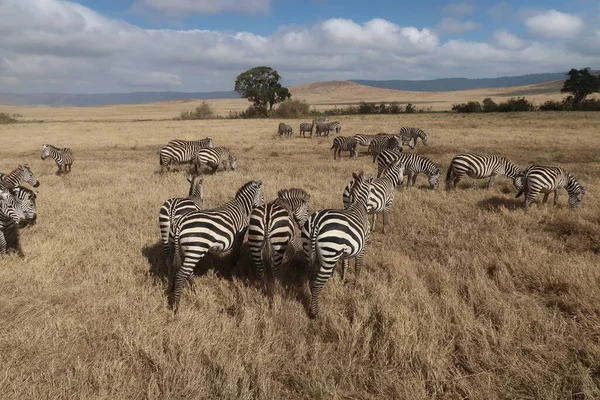 Zebre Nel Serengeti — Foto Stock