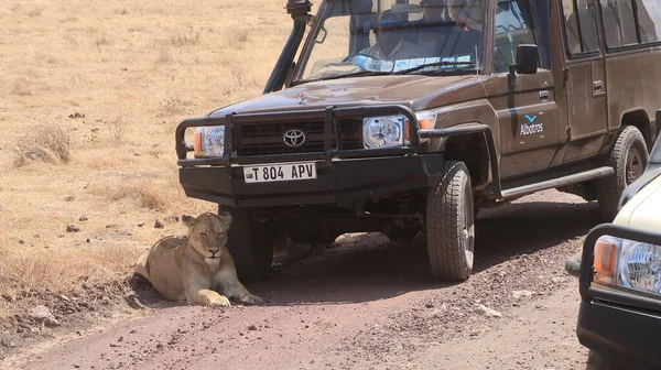 Lion resting under safari vehicle