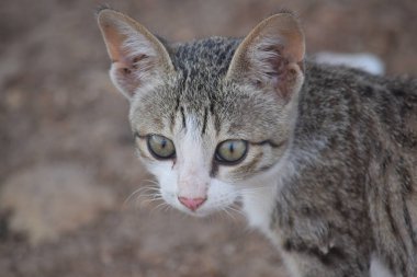 Açık havada kedi resmi, güzel kedi yavrusu.