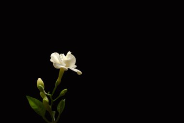 Yaygın yasemin, siyah arkaplanda izole edilmiş beyaz çiçek