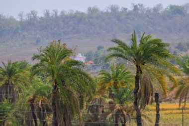 Köyde taze yeşil palmiye ağaçları var.