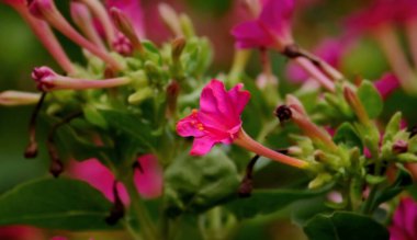 Arka plandaki çiçekleri bulanıklaştıran pembe bir çiçek.