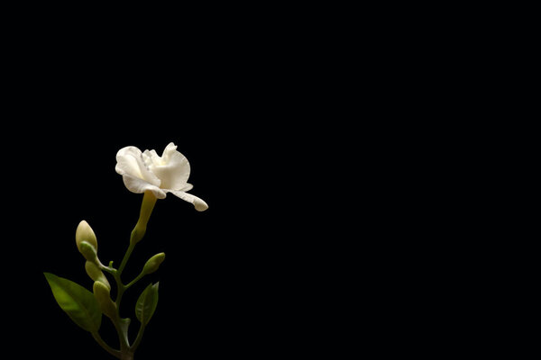 общий жасмин, белый цветок изолирован на черном фоне
