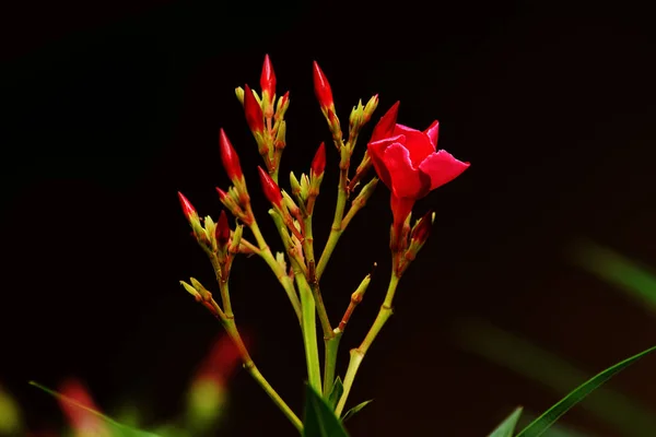Oleander Frumoasa Floare Roșie Aer Liber Muguri Fundal Negru — Fotografie, imagine de stoc