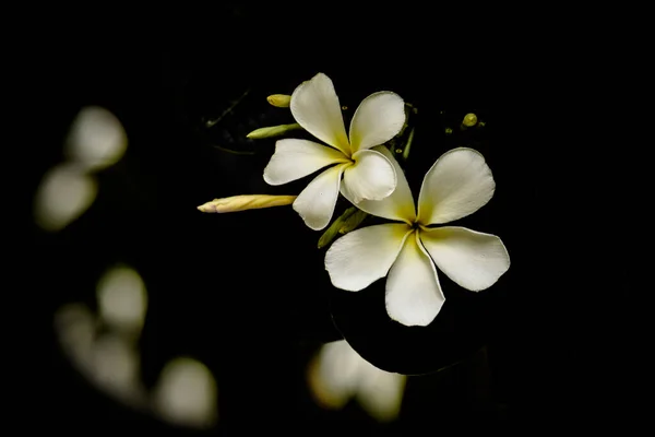 Plumeria Pospolity Biały Kwiat Frangipani Zewnątrz Kwiat Ciemności — Zdjęcie stockowe