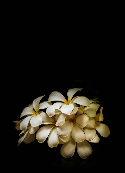 水仙花 常见于户外的白花 黑暗中的花 — 图库照片
