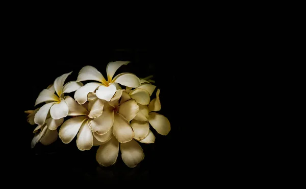 Plumeria Обыкновенный Белый Цветок Frangipani Открытом Воздухе Цветок Темноте — стоковое фото