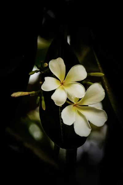 Plumerie Flori Albe Comune Frangipani Aer Liber Floarea Întuneric — Fotografie, imagine de stoc