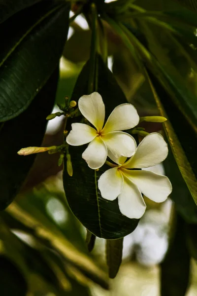 Plumeria Обыкновенный Белый Цветок Франжипани Открытом Воздухе — стоковое фото