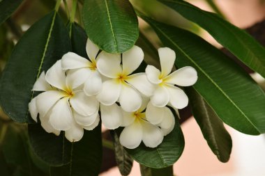 Pulmeria çiçeği ve bitki güzel görünümü