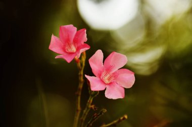 Yeşil arka planda zakkum çiçeği, güzel çiçekler, güzel kokulu pembe çiçekler.