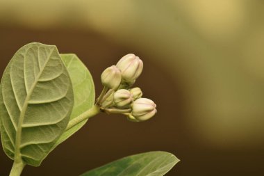 Güzel dev yosun çiçeği, bilimsel adı calotropis gigantea, taç