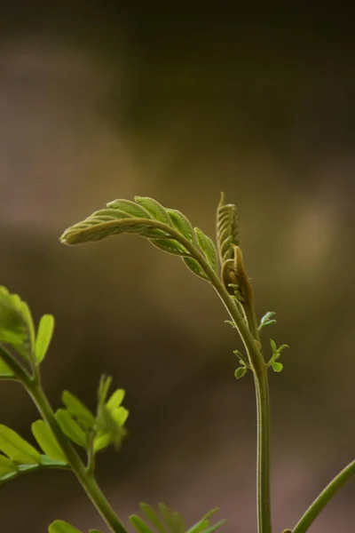 Hermosa Hoja Con Fondo Colorido —  Fotos de Stock