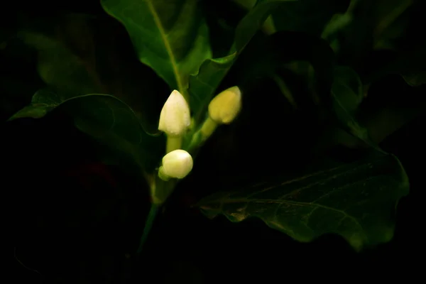 Frumoasă Floare Albă Întuneric — Fotografie, imagine de stoc
