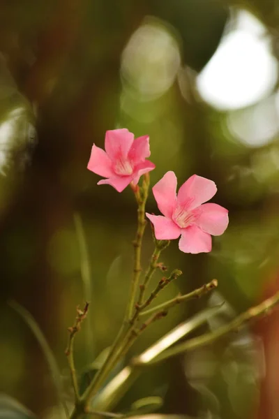 Oleander Blomma Med Grön Bakgrund Vackra Blommor Doftande Rosa Blommor — Stockfoto