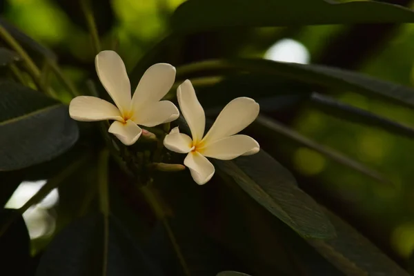 Flor Polimeria Com Planta Olhar Bonito — Fotografia de Stock