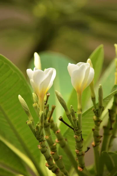 Flor Polimeria Com Planta Olhar Bonito — Fotografia de Stock