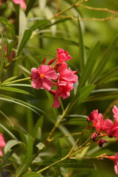 Oleander Bloem Met Groenblijvende Mooie Bloesems Van Geurige Roze Bloemen — Stockfoto