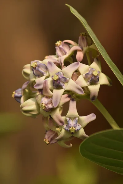 Güzel Dev Yosun Çiçeği Bilimsel Adı Calotropis Gigantea Taç — Stok fotoğraf