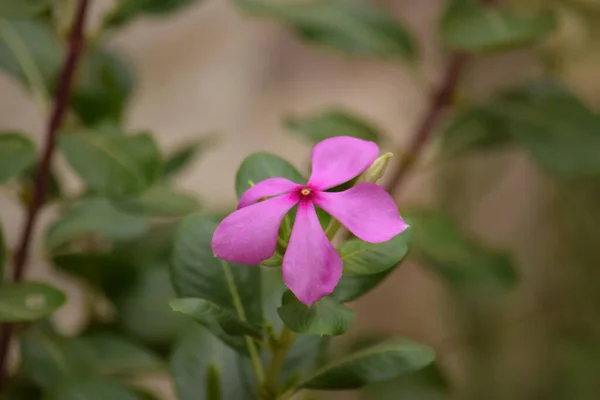背景がぼやけているピンク色の新鮮な天然の花 — ストック写真