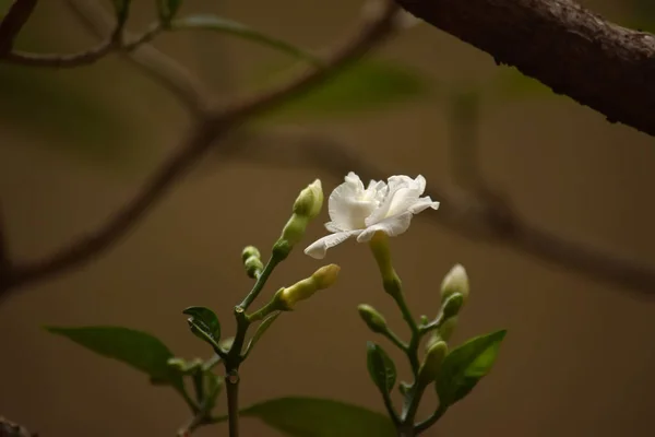 户外美丽的白花 — 图库照片