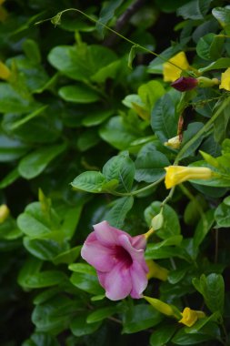 Açık havada güzel pembe çiçek, bulanık arkaplan, yeşil