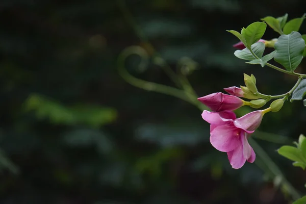 屋外で美しいピンク色の花背景がぼやけて緑 — ストック写真