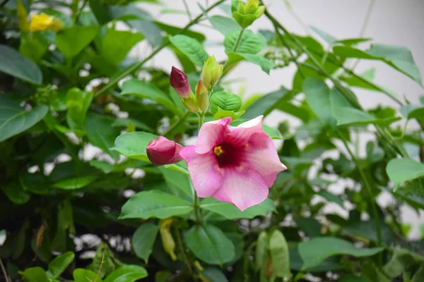 屋外で美しいピンク色の花背景がぼやけて緑 — ストック写真