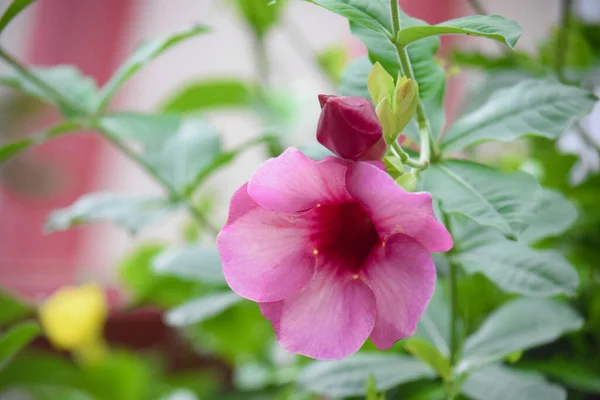 Vacker Rosa Färg Blomma Vid Utomhus Suddig Bakgrund Grön — Stockfoto