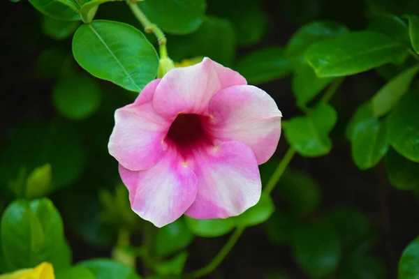 Vacker Rosa Färg Blomma Vid Utomhus Suddig Bakgrund Grön — Stockfoto