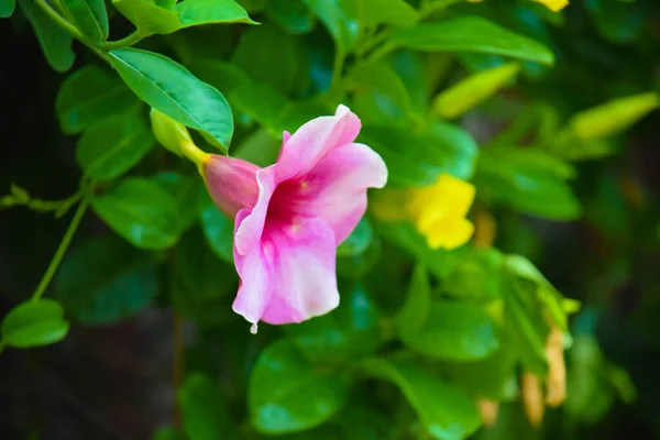 Vacker Rosa Färg Blomma Vid Utomhus Suddig Bakgrund Grön — Stockfoto
