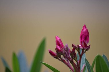 Açık havada zakkum ya da neryum zakkum tomurcukları