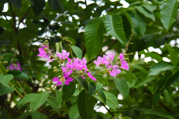 Bela Flor Rosa Livre Botões Verdes Folhas Verdes — Fotografia de Stock