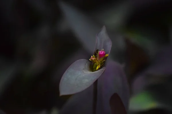 Barış Zambağı Kobra Bitkisi Karanlıkta Çiçek — Stok fotoğraf