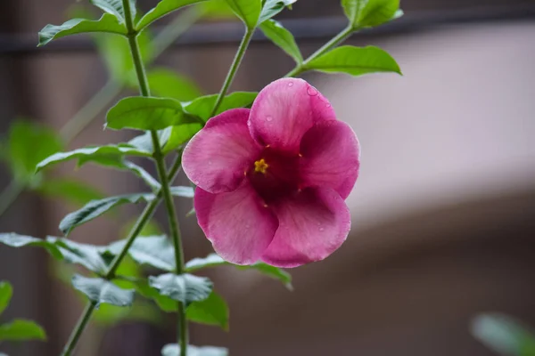 屋外での美しいピンク色の花 花に雨粒 背景のぼやけ — ストック写真