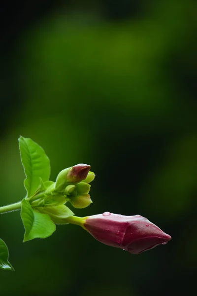 Flori Frumoase Culoare Roz Exterior Picături Ploaie Flori Fundal Neclar — Fotografie, imagine de stoc