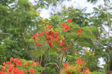 Anka Çiçeği ya da Delonix regia, çiçekli bir bitki türüdür.