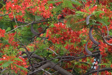 Anka Çiçeği ya da Delonix regia, çiçekli bir bitki türüdür.