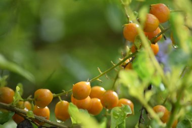 seçici odak noktasında turuncu renkli meyve, kiraz benzeri meyve
