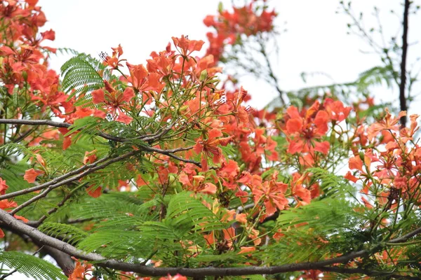 Kwiat Feniks Lub Delonix Regia Jest Gatunkiem Rośliny Kwitnącej — Zdjęcie stockowe