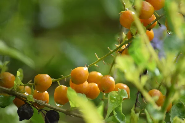 orange color fruit in selective focus, cherry-like fruit