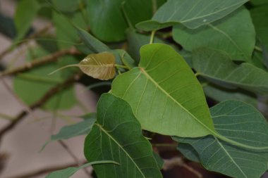 Peepal ya da ficus religiosa ağacı yaprakları