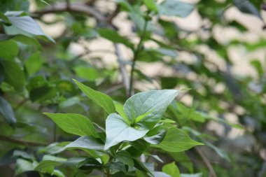 Bulanık arkaplanda yaprakları olan yeşil bitki