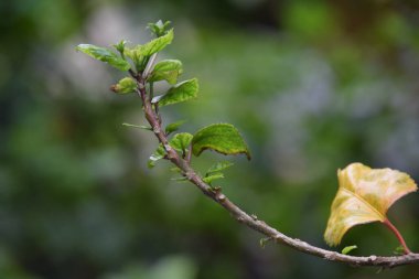 seçici odak noktasında bulanık arkaplan üzerine sarı yaprak bitkisi
